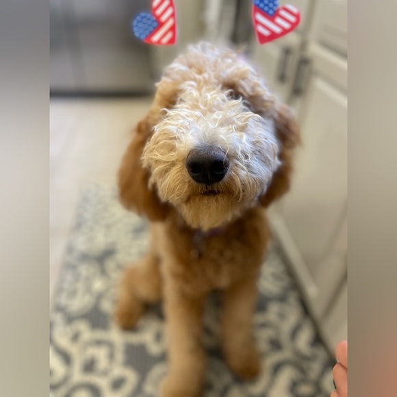 Meet your Posher, Lily - Picture 3 of 3